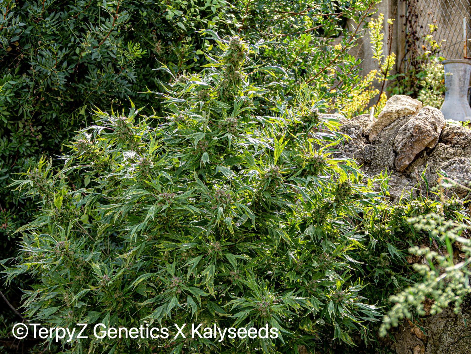 Violetta SWAG Strain Info / Violetta SWAG Weed By TerpyZ X Kalyseeds