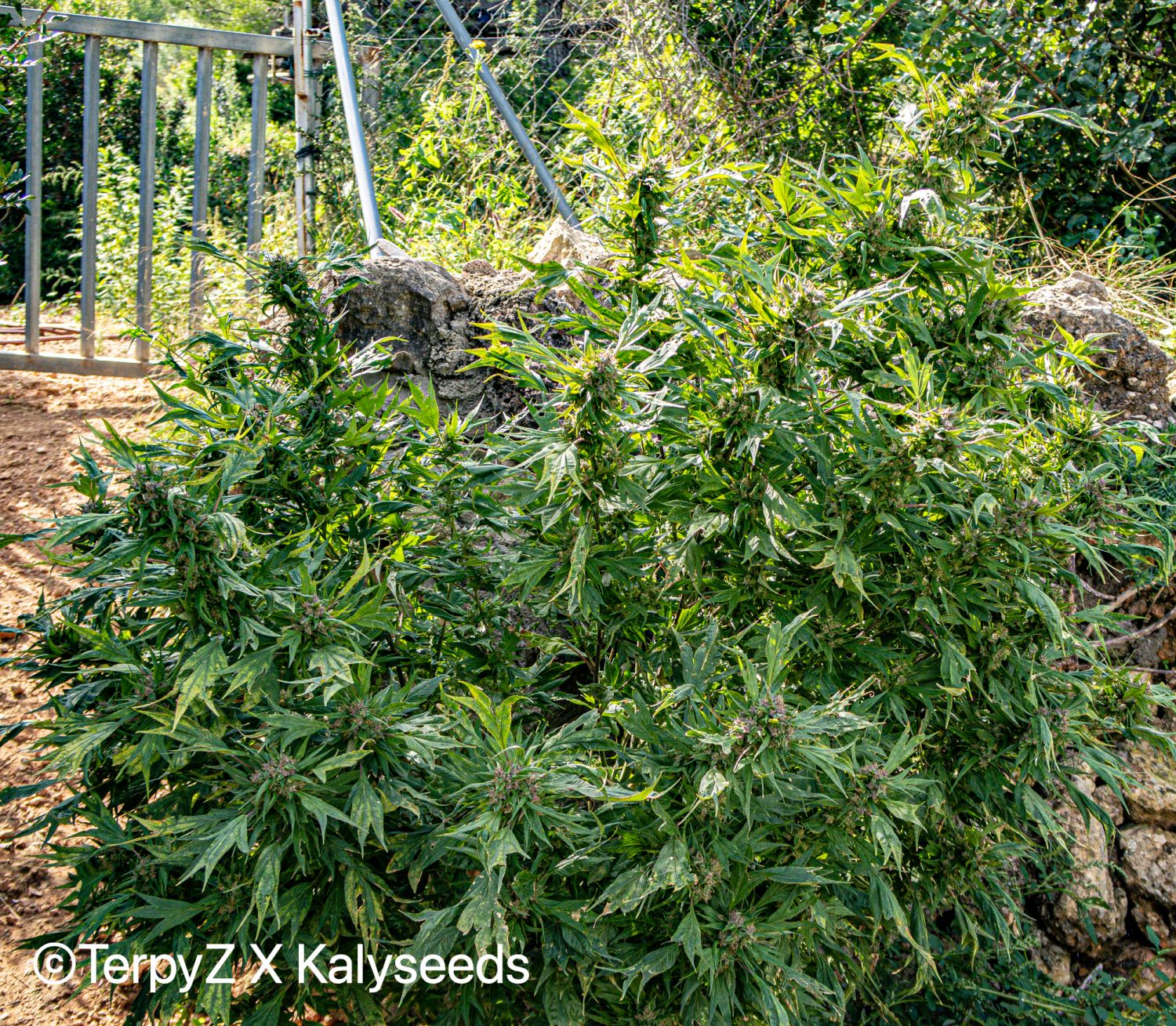 Violetta SWAG Strain Info / Violetta SWAG Weed By TerpyZ X Kalyseeds