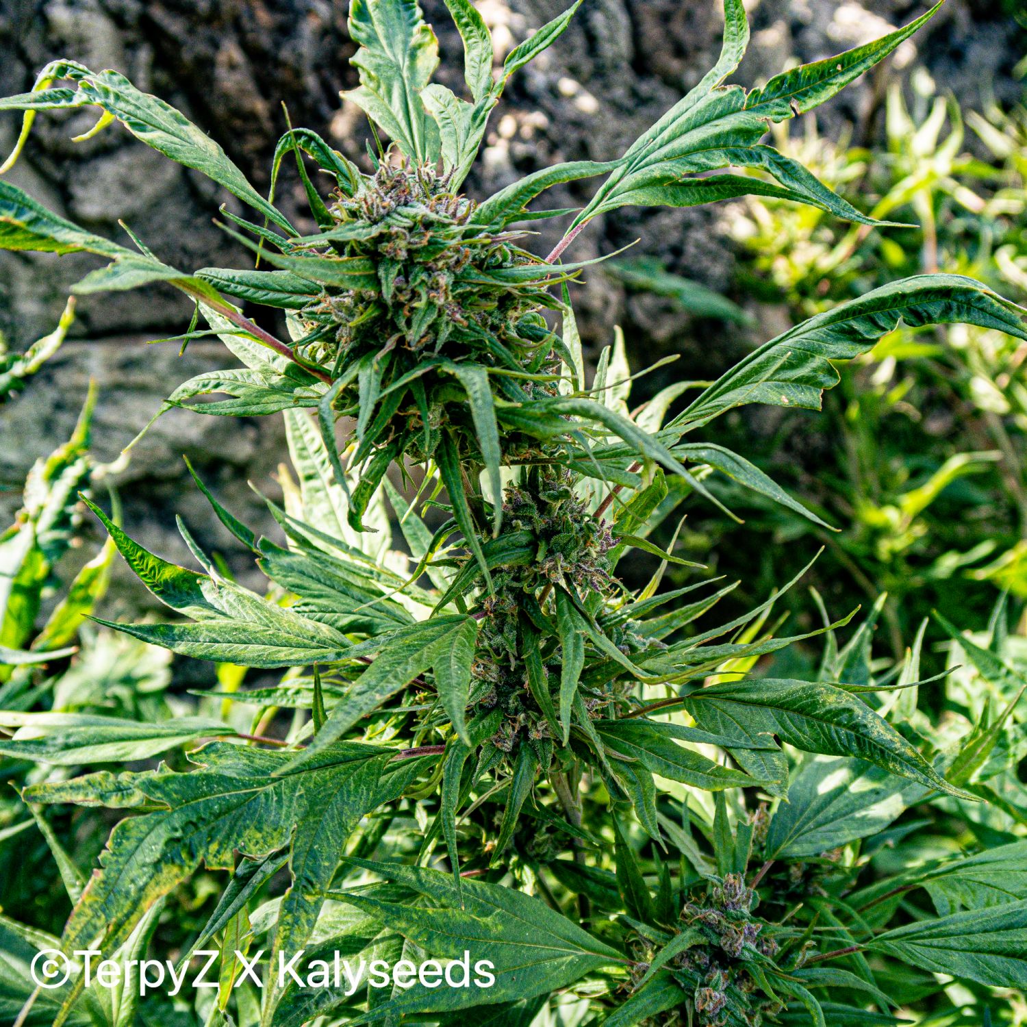 Violetta SWAG Strain Info / Violetta SWAG Weed By TerpyZ X Kalyseeds