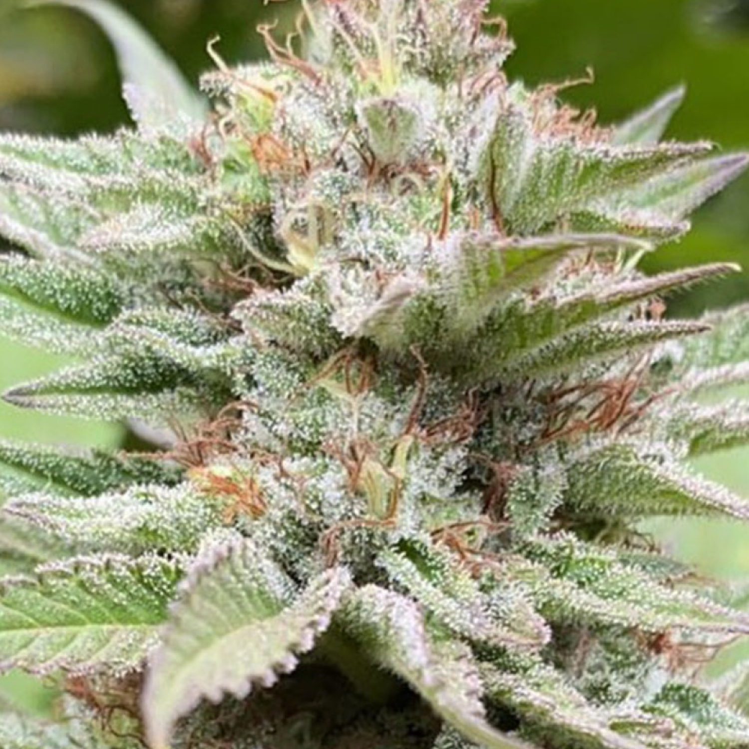 Strawberry Haze Auto Strain Info / Strawberry Haze Auto Weed By