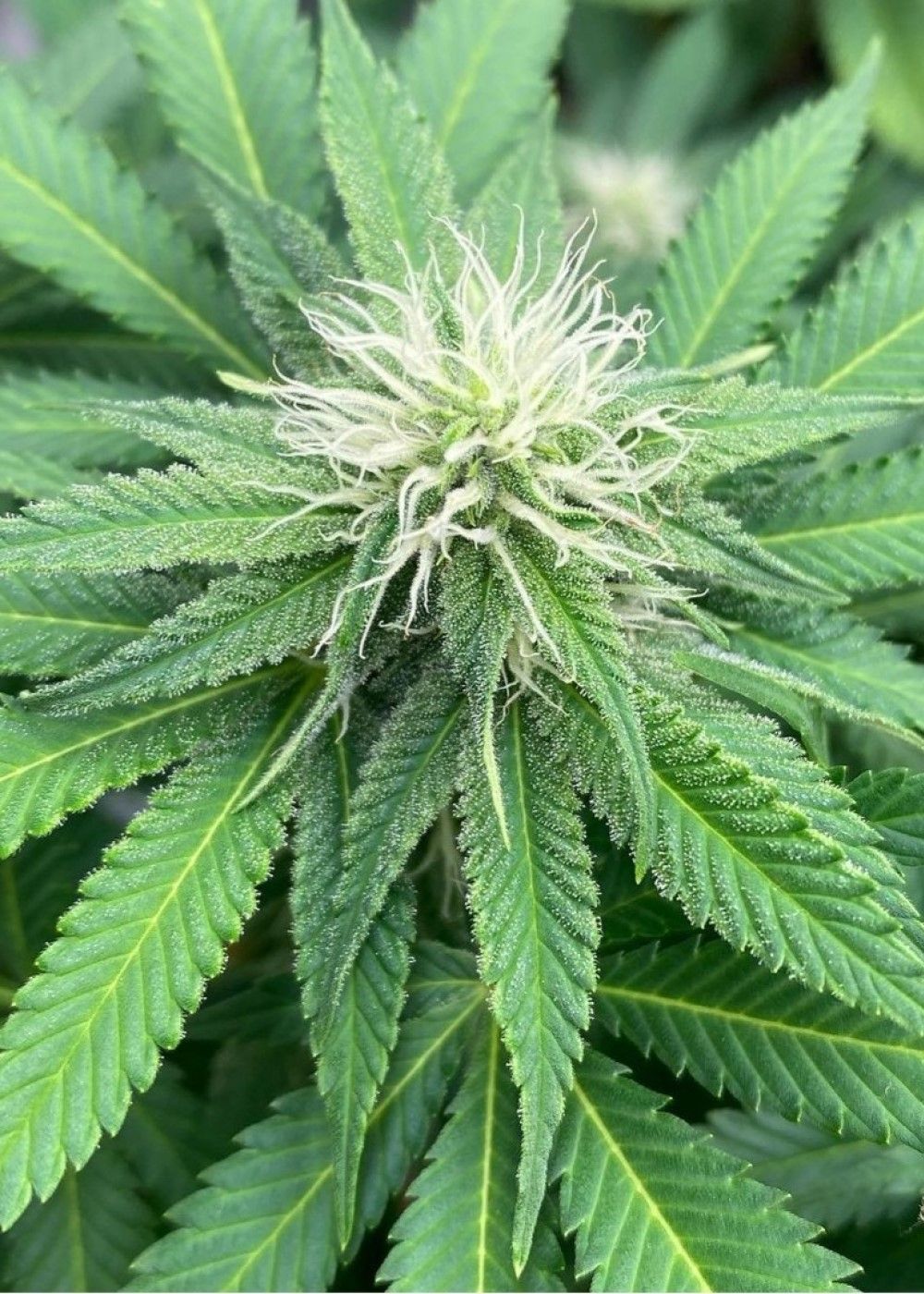 Pineapple Dream Strain Info / Pineapple Dream Weed By Kannabia Seed Company GrowDiaries