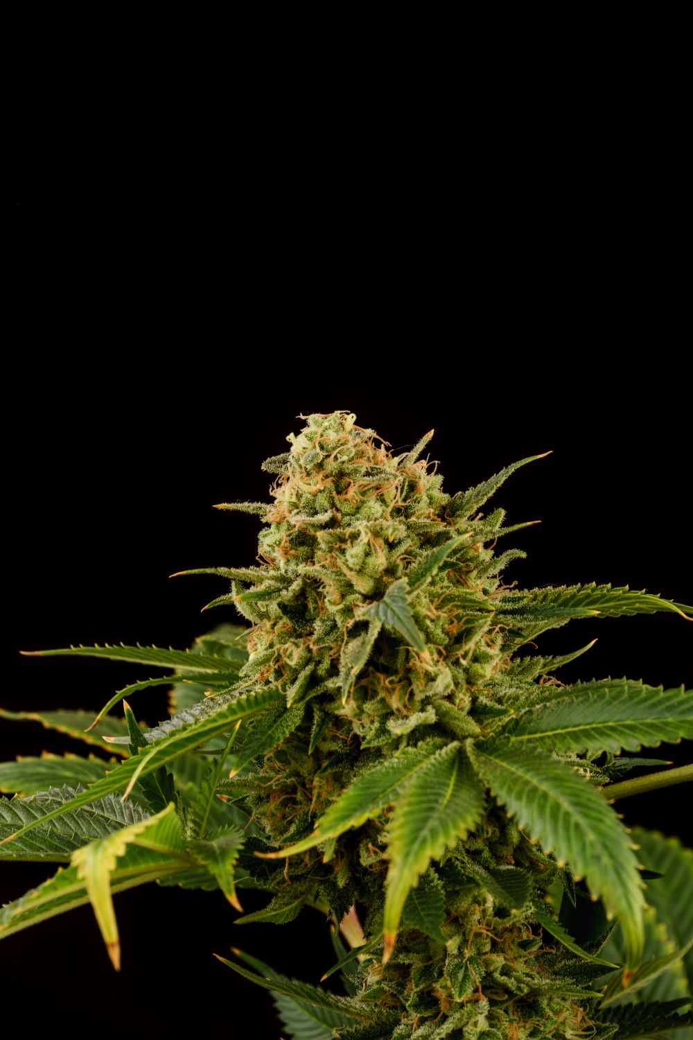 Monkey Grease Strain Info / Monkey Grease Weed By Kannabia Seed Company