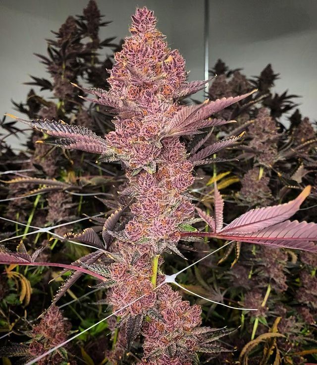 Tropicana Cherry Strain Info / Tropicana Cherry Weed By Relentless