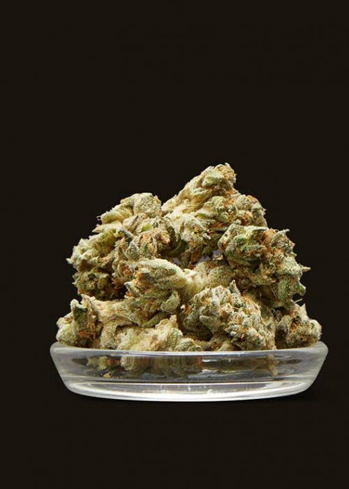 Triangle Kush x Animal Mints Strain Info / Triangle Kush x Animal Mints Weed By Jungle Boys