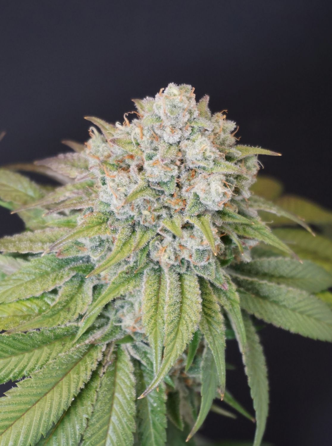 Dog Fruit Strain Info / Dog Fruit Weed By Karma GrowDiaries