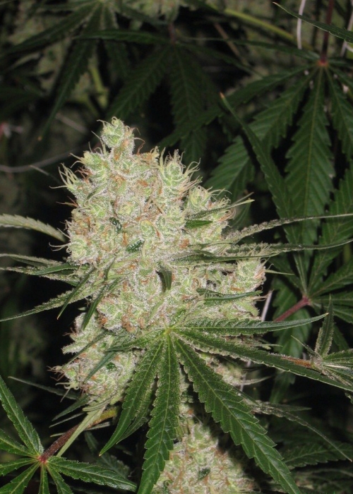 growdiaries