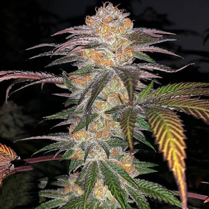 Auto Zkittlez Strain Info / Auto Zkittlez Weed By GB Strains GrowDiaries