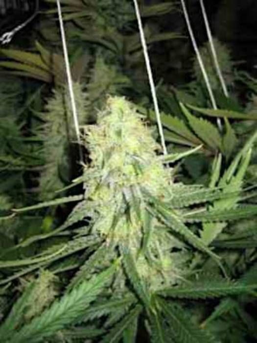 Grapefruit Strain Info / Grapefruit Weed By Linda Seeds GrowDiaries