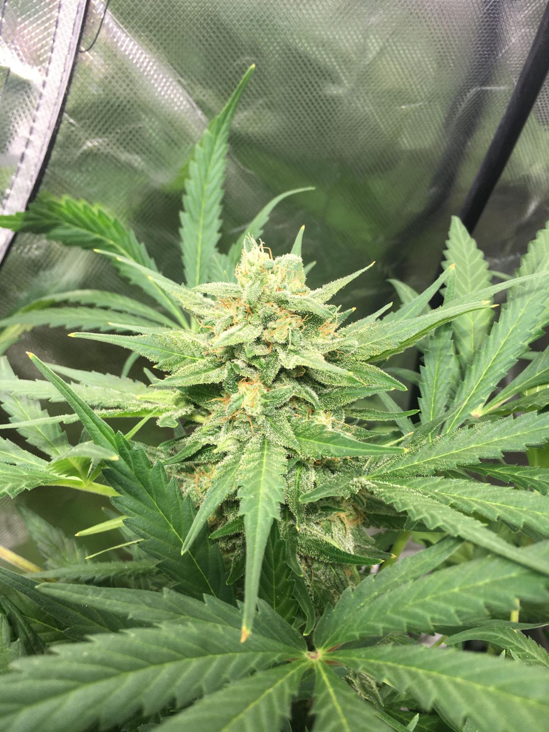 Frosted Watermelon Strain Info / Frosted Watermelon Weed By Mosca Seeds