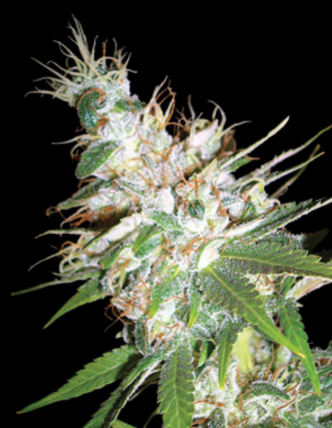 LA Woman Strain Info / LA Woman Weed By DNA GrowDiaries