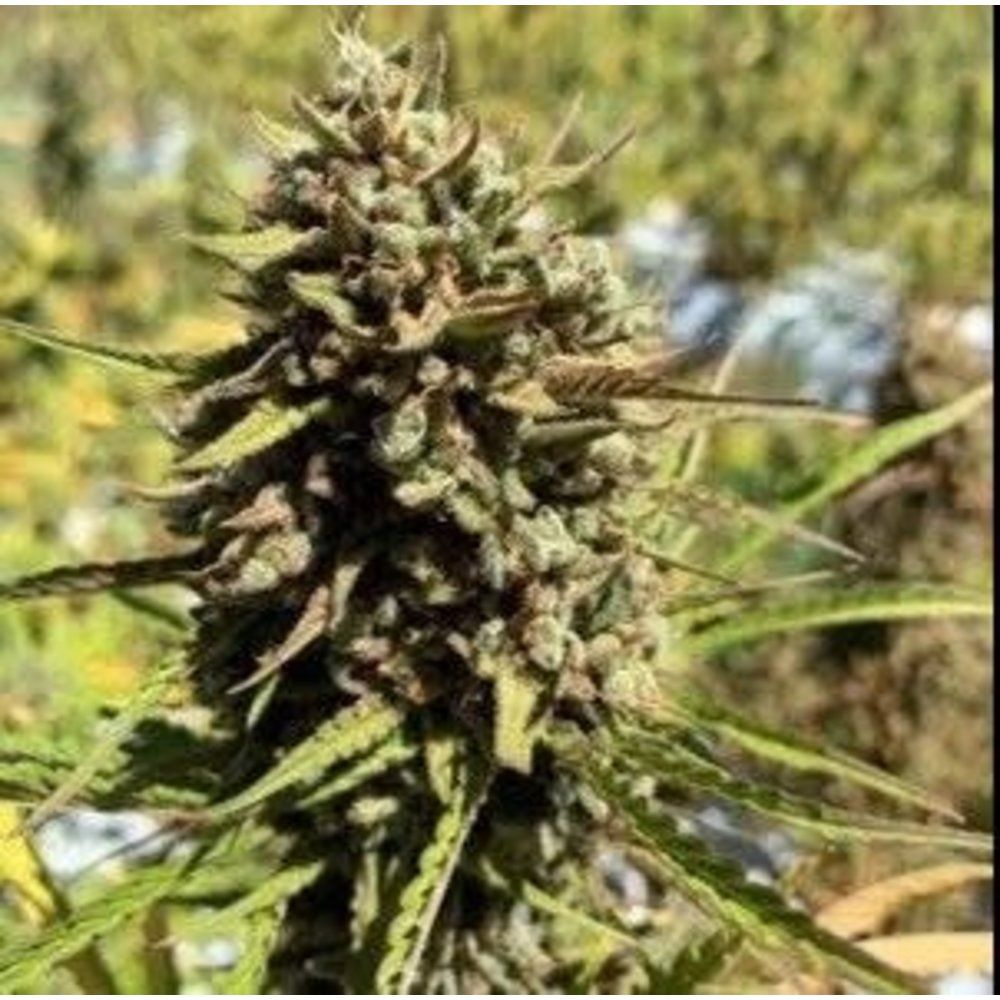CheesSus Christ Superstar Strain Info / CheesSus Christ Superstar