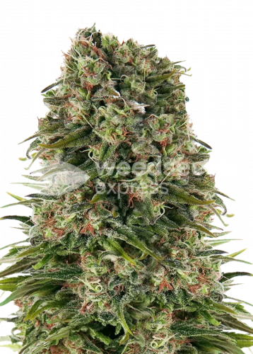 Hindu Kush Feminized Seeds Strain Info Hindu Kush Feminized Seeds Weed By Weedseedsexpress 0866