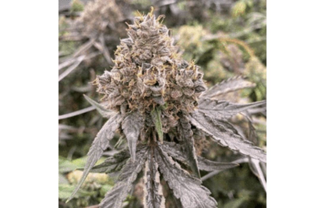 Gummy Bears Strain Info / Gummy Bears Weed By Mosca Seeds GrowDiaries
