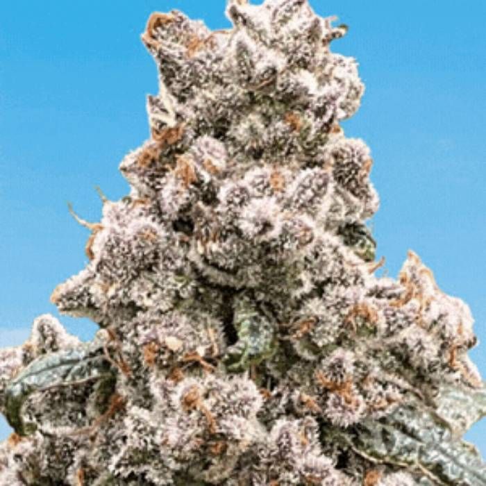 Frosted Raspberries S1 Strain Info / Frosted Raspberries S1 Weed By