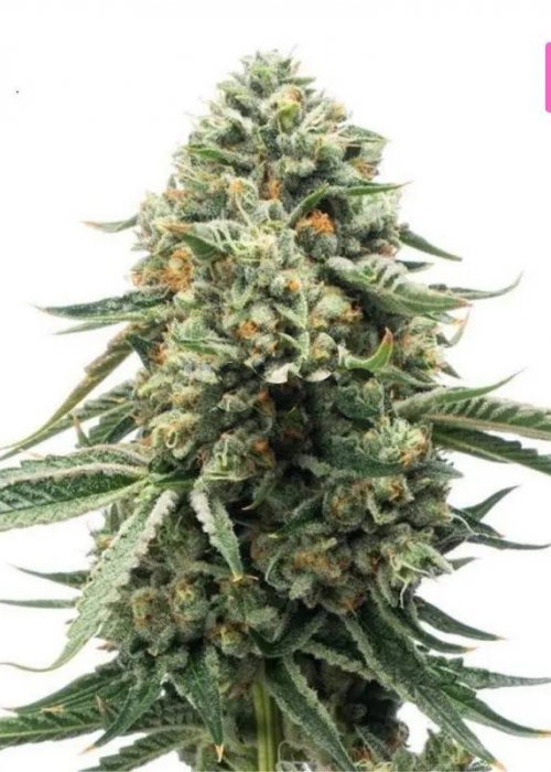 Blue Cheese Strain Info / Blue Cheese Weed By Hyseeds GrowDiaries