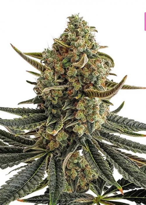 OG Kush Strain Info / OG Kush Weed By Hyseeds GrowDiaries