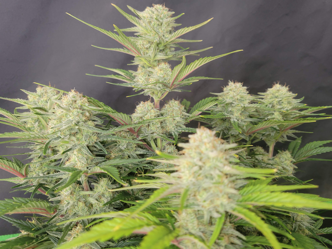Apricot Auto Strain Info / Apricot Auto Weed By Fast Buds GrowDiaries