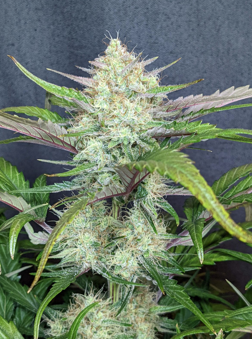 Apricot Auto Strain Info / Apricot Auto Weed By Fast Buds GrowDiaries