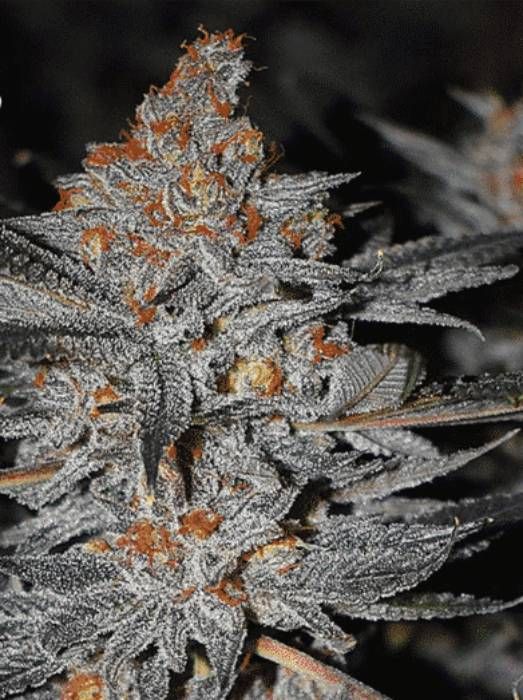 Banana Orange Daiquiri Strain Info / Banana Orange Daiquiri Weed By