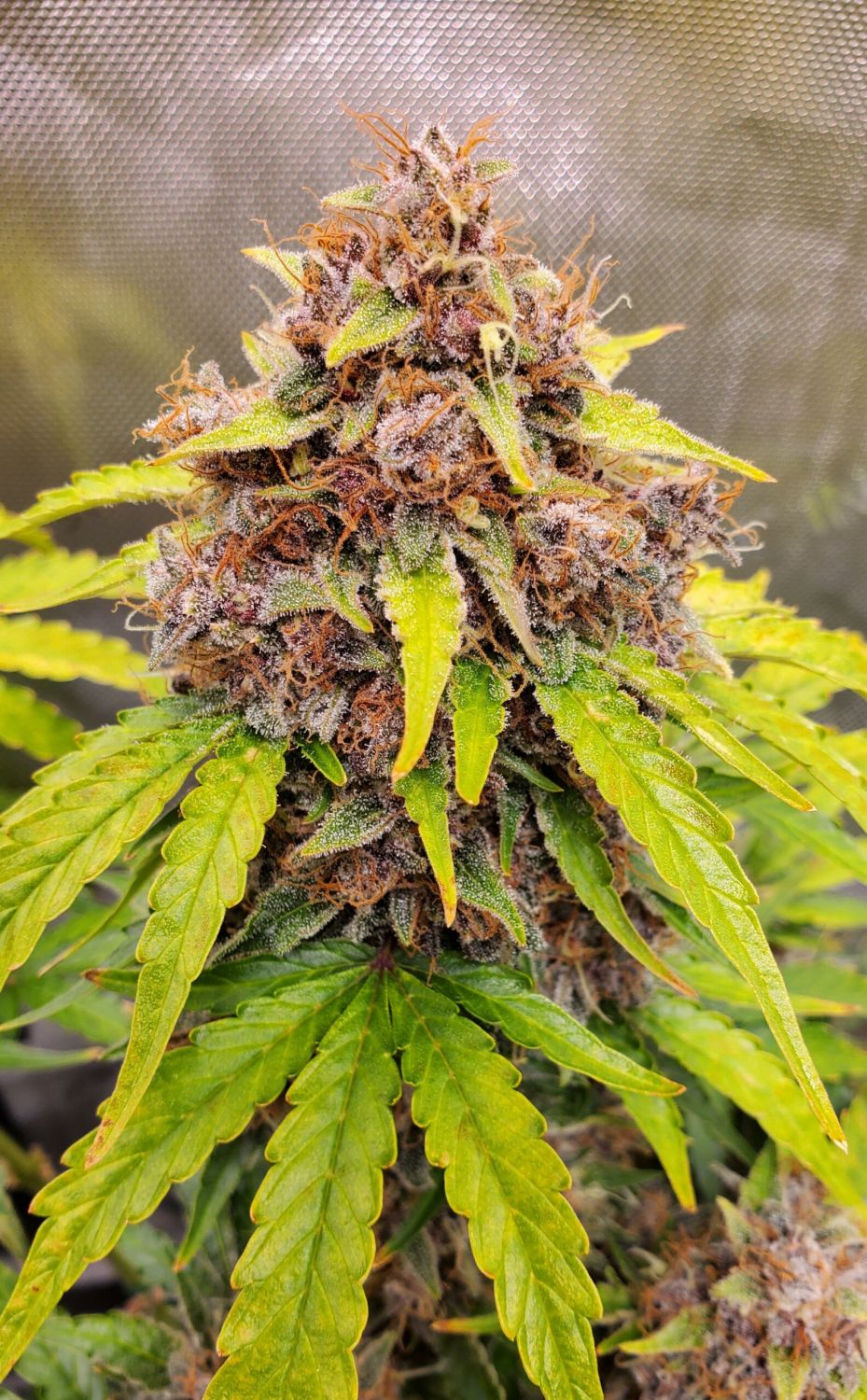 Mangos n' Chem Strain Info / Mangos n' Chem Weed By Night Owl Seeds