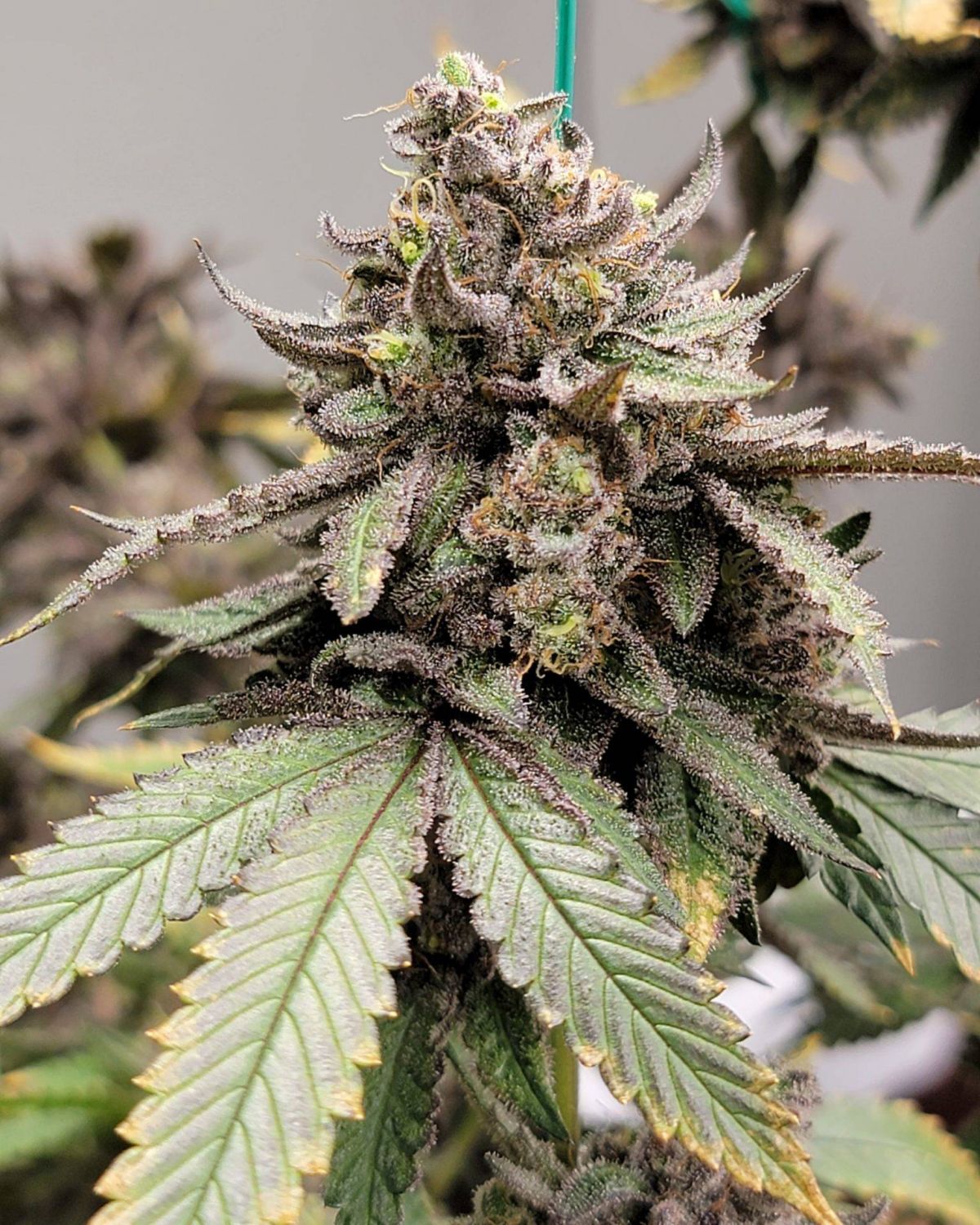 Tropical Runtz Strain Allbud - drsmiaj