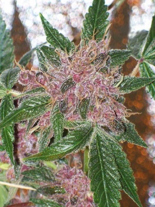 Cherries Jubilee Strain Info / Cherries Jubilee Weed By The Cali Connection GrowDiaries