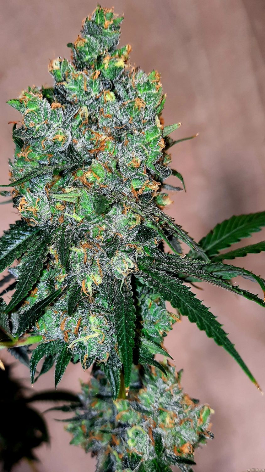 Banana Runtz Strain Info / Banana Runtz Weed By Solfire Gardens