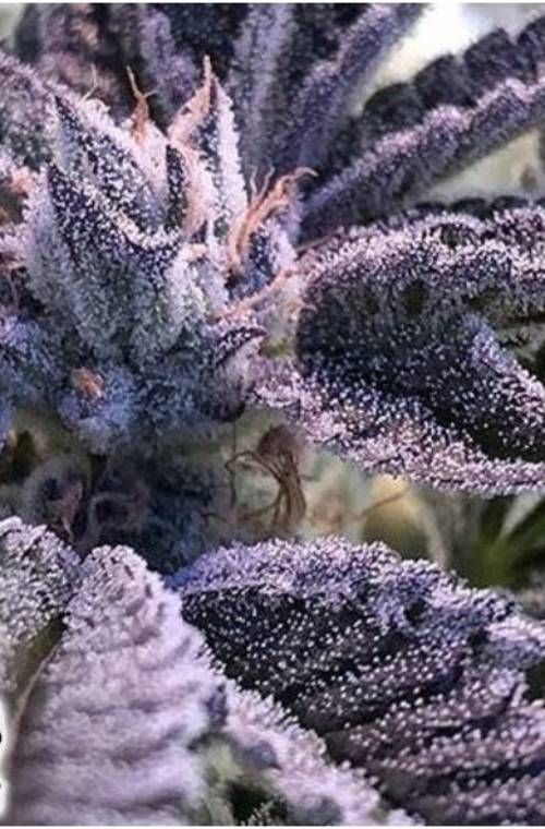 Frosted Apricots Strain Info / Frosted Apricots Weed By In House GrowDiaries