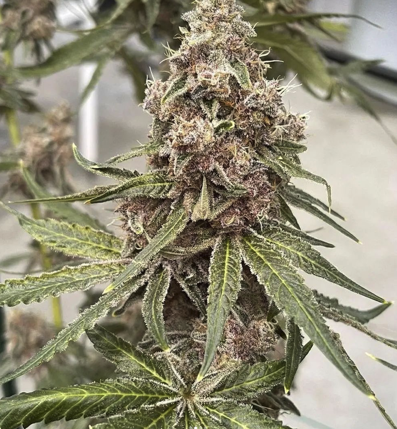 Garlic Fusion Strain Info / Garlic Fusion Weed By In House