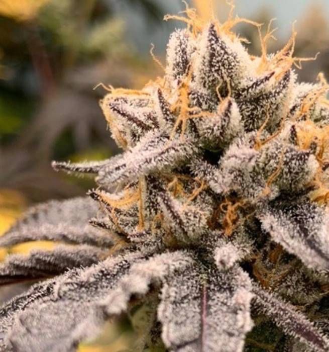 Platinum Zooks Strain Info / Platinum Zooks Weed By In House