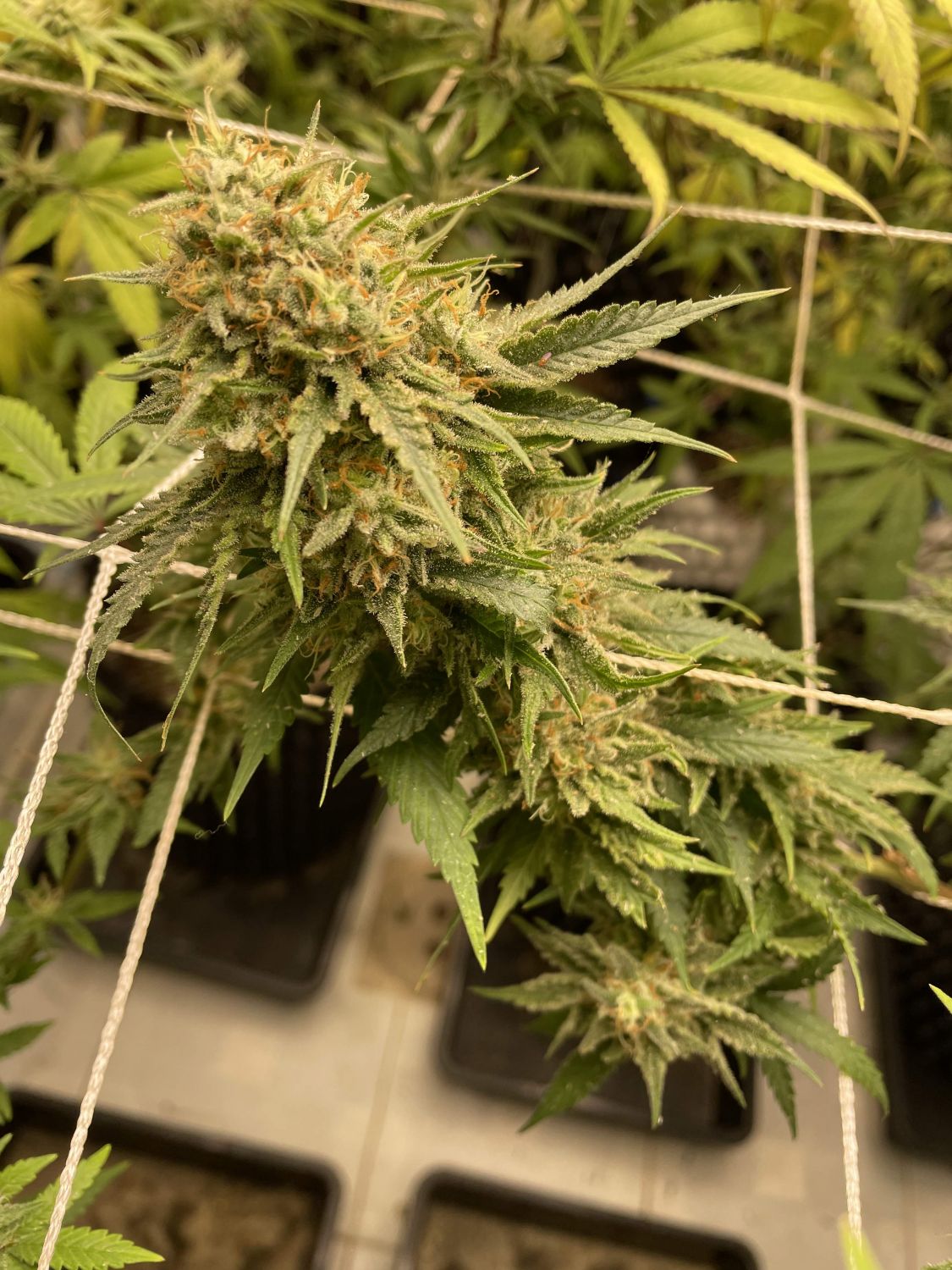 Jelly Pancakes Strain Info / Jelly Pancakes Weed By In House