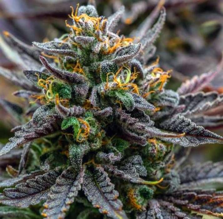 Grape Marmalade Strain Info / Grape Marmalade Weed By In House