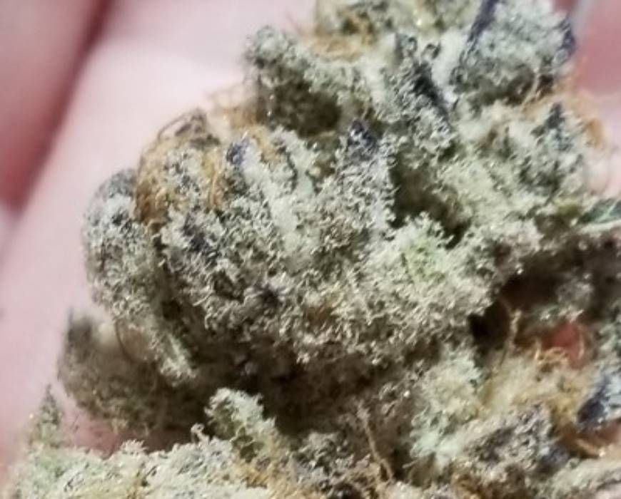 Tacky Glue Strain Info / Tacky Glue Weed By In House GrowDiaries