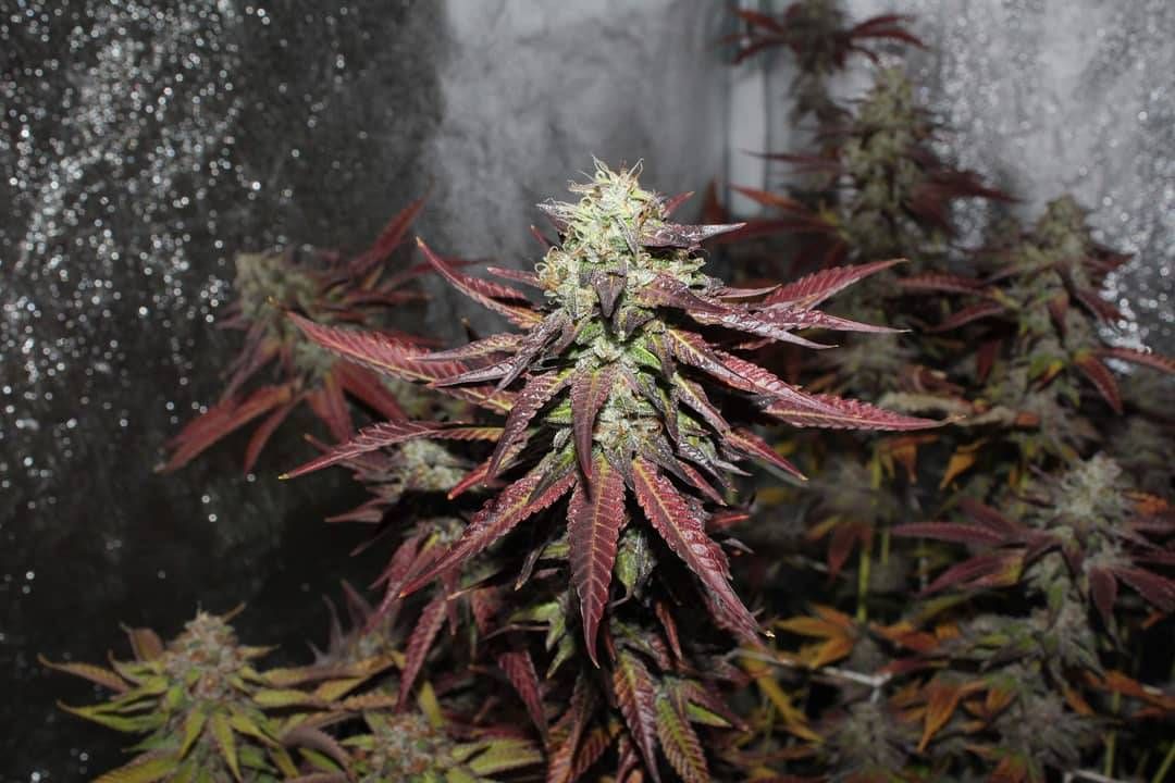 Banana Cream Pie Strain Info / Banana Cream Pie Weed By In House GrowDiaries