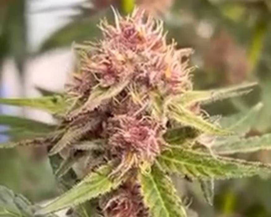 Blackcherry Sherb Strain Info / Blackcherry Sherb Weed By In House