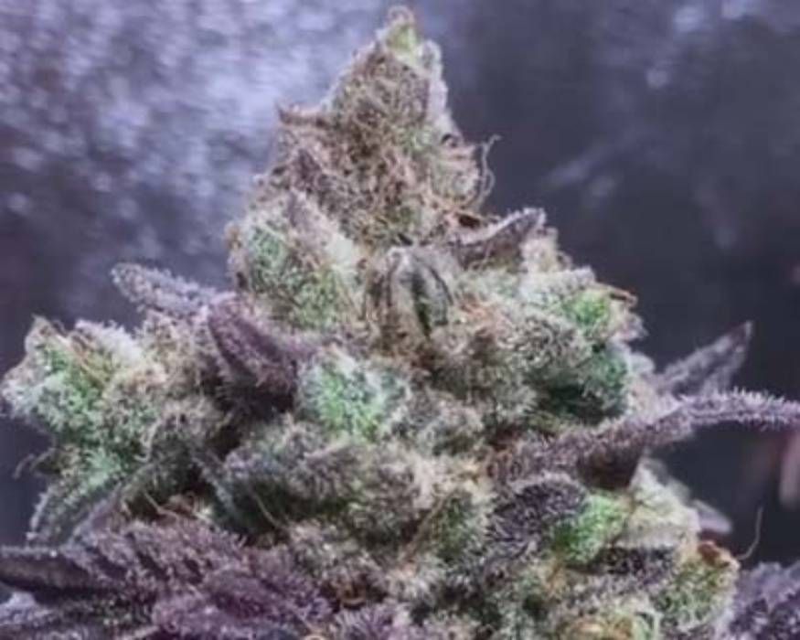 Electric Punch Strain Info / Electric Punch Weed By In House GrowDiaries