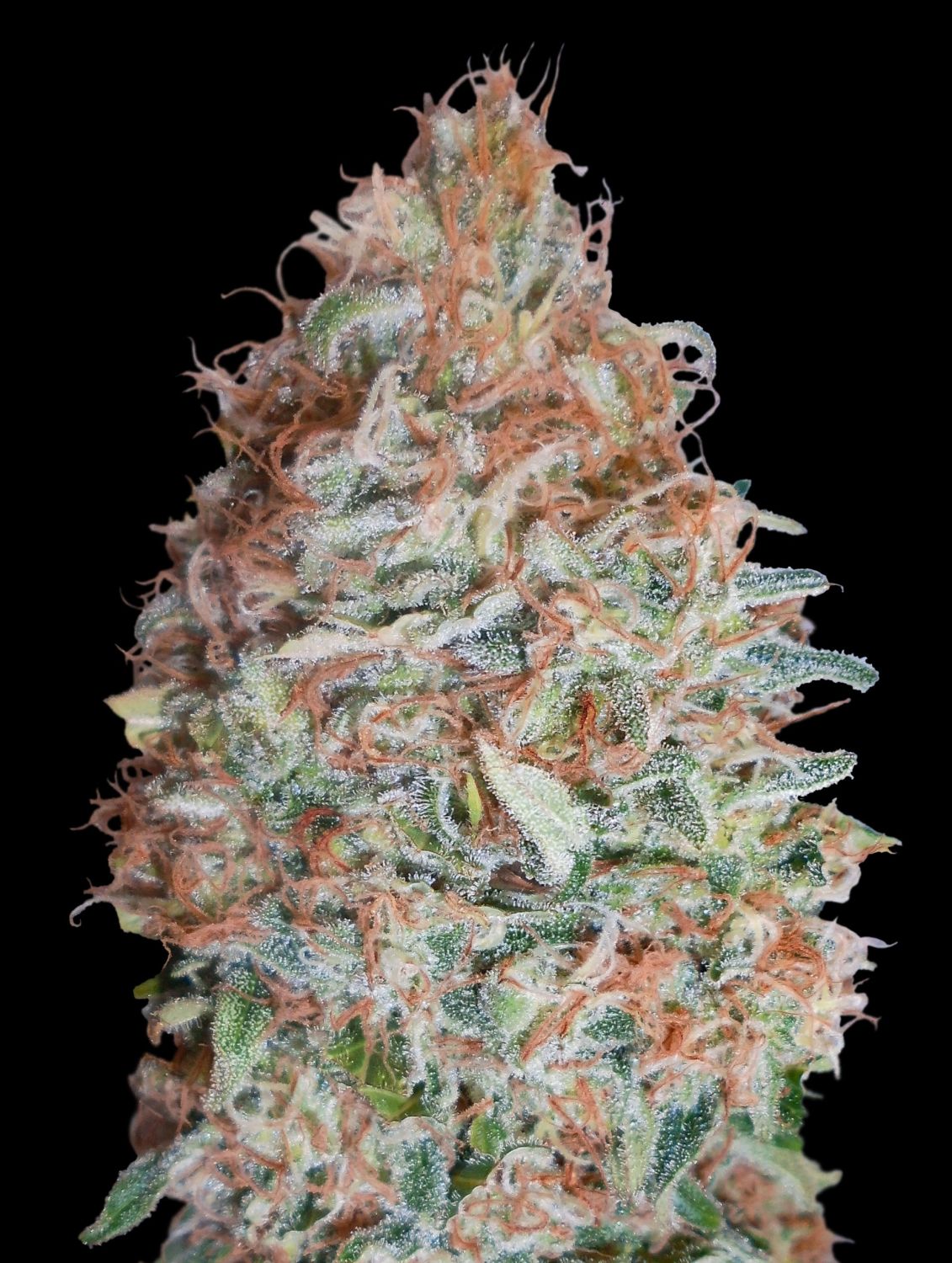 Banana Cookies Strain Info / Banana Cookies Weed By Advanced Seeds