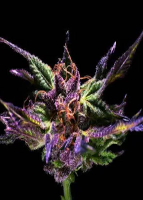 Niagara Seed Bank strains rating GrowDiaries