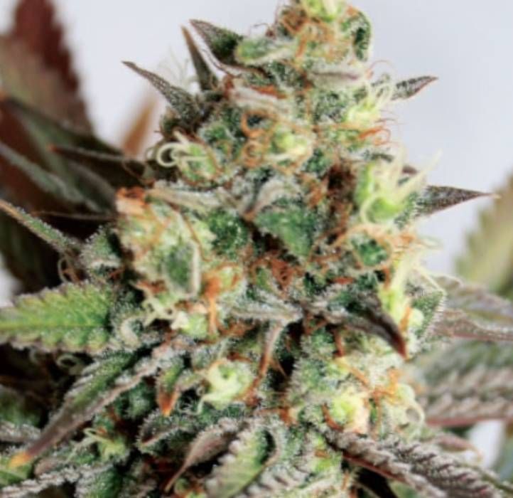 Girl Scout Cookies Fast Strain Info / Girl Scout Cookies Fast Weed By
