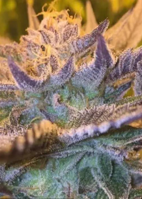 Girl Scout Cookies Fast Strain Info / Girl Scout Cookies Fast Weed By