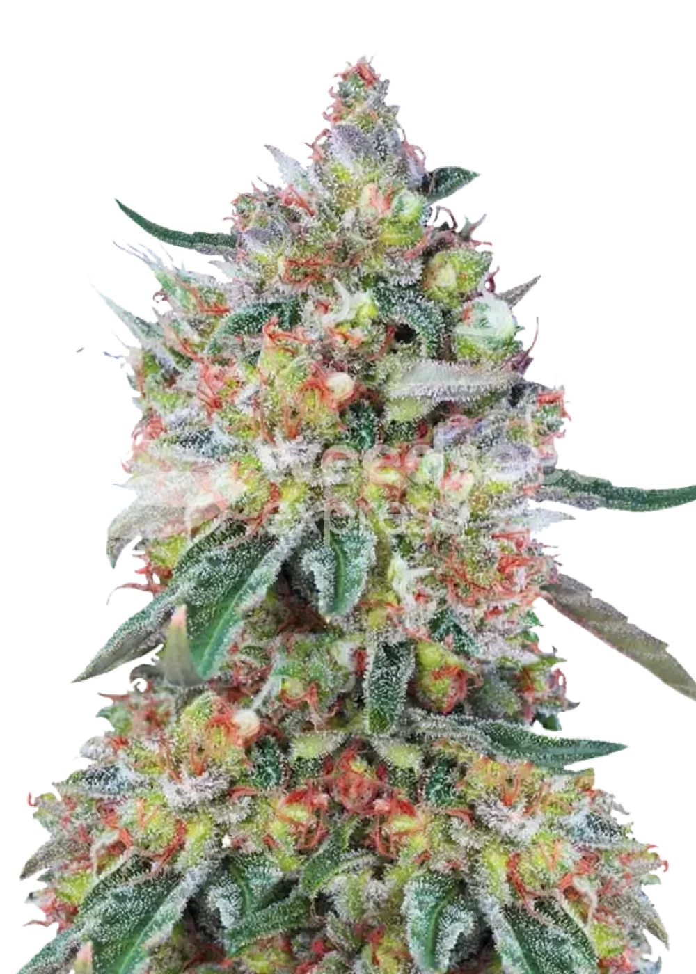 Hellfire OG autoflower seeds Strain Info / Hellfire OG autoflower seeds