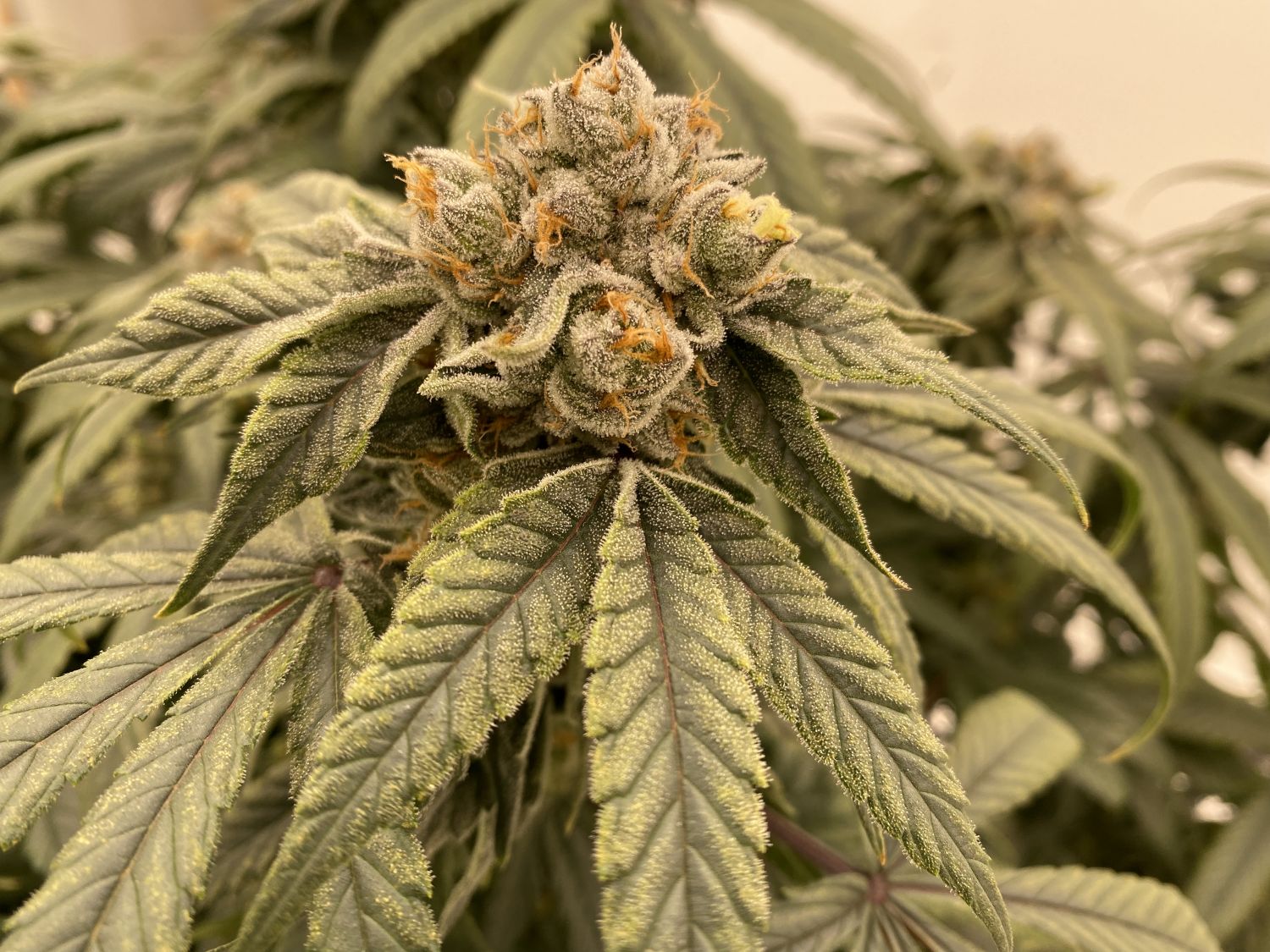 Bubba Cheesecake Strain Info / Bubba Cheesecake Weed By Seedsman GrowDiaries