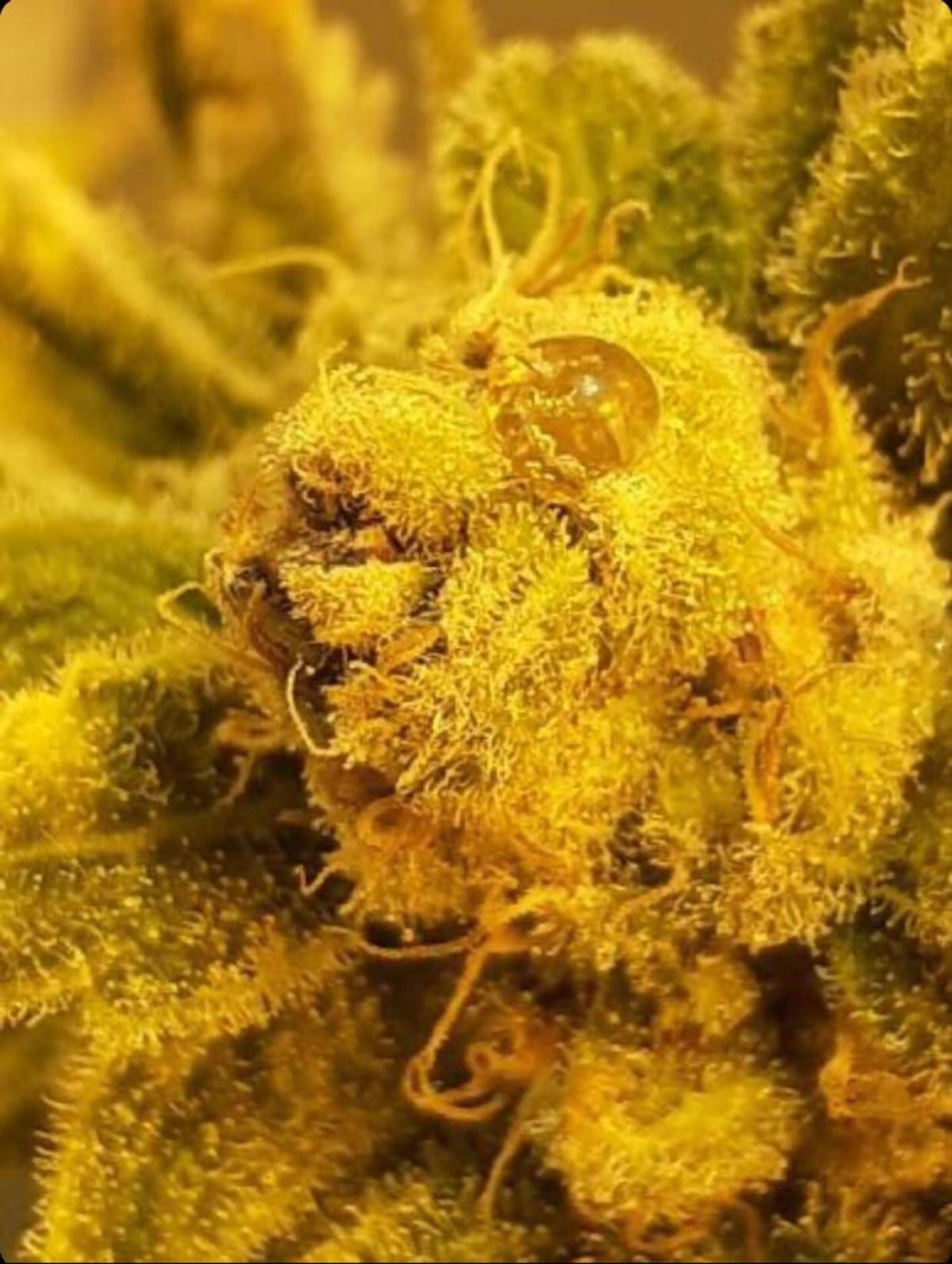 Bling Berries Strain Info / Bling Berries Weed By SoFem