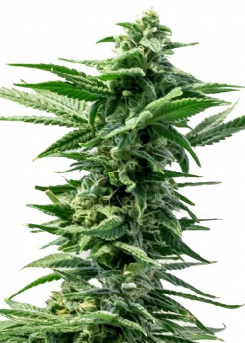 34 Street Seed Co. strains rating GrowDiaries