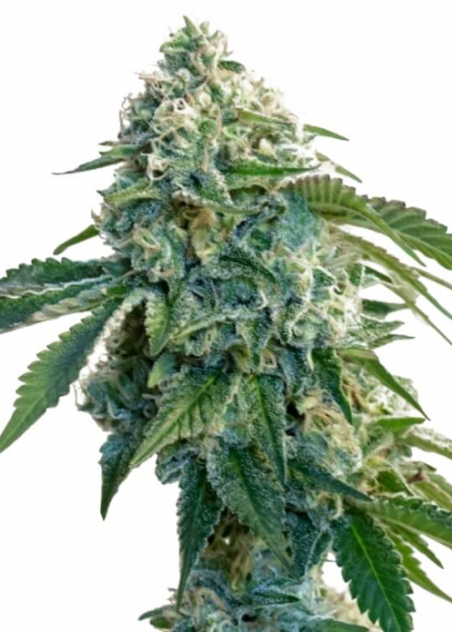 34 Street Seed Co. strains rating GrowDiaries