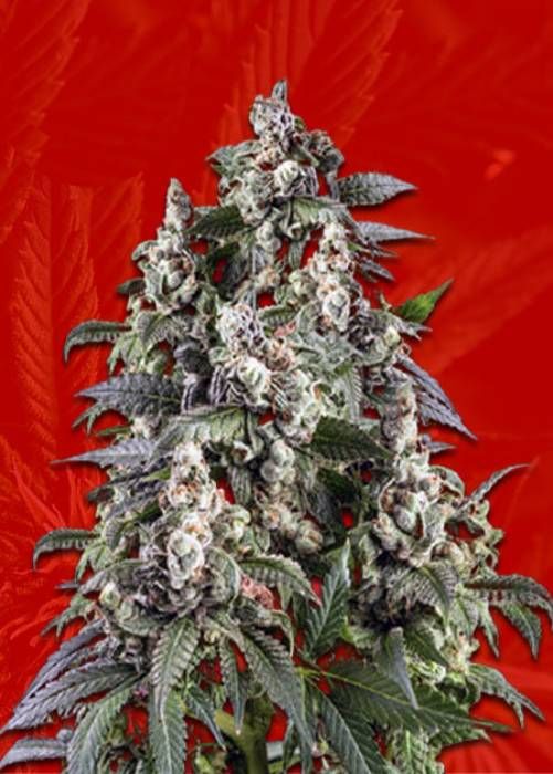 cafe-racer-strain-info-cafe-racer-weed-by-crop-king-seeds-growdiaries