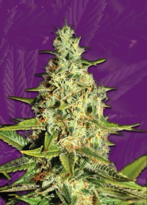 Tangerine Dream Autoflowering Strain Info / Tangerine Dream