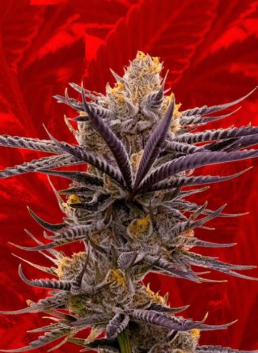 Blueberry Badazz OG Strain Info / Blueberry Badazz OG Weed By Crop King