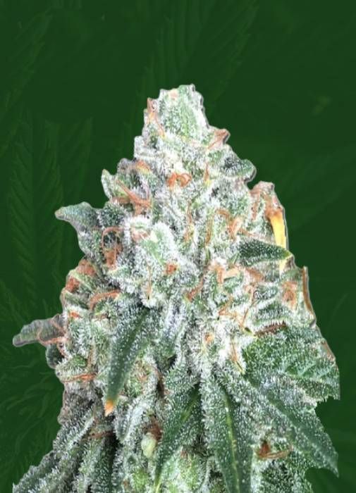 Tuna Kush Regular Strain Info / Tuna Kush Regular Weed By Crop King