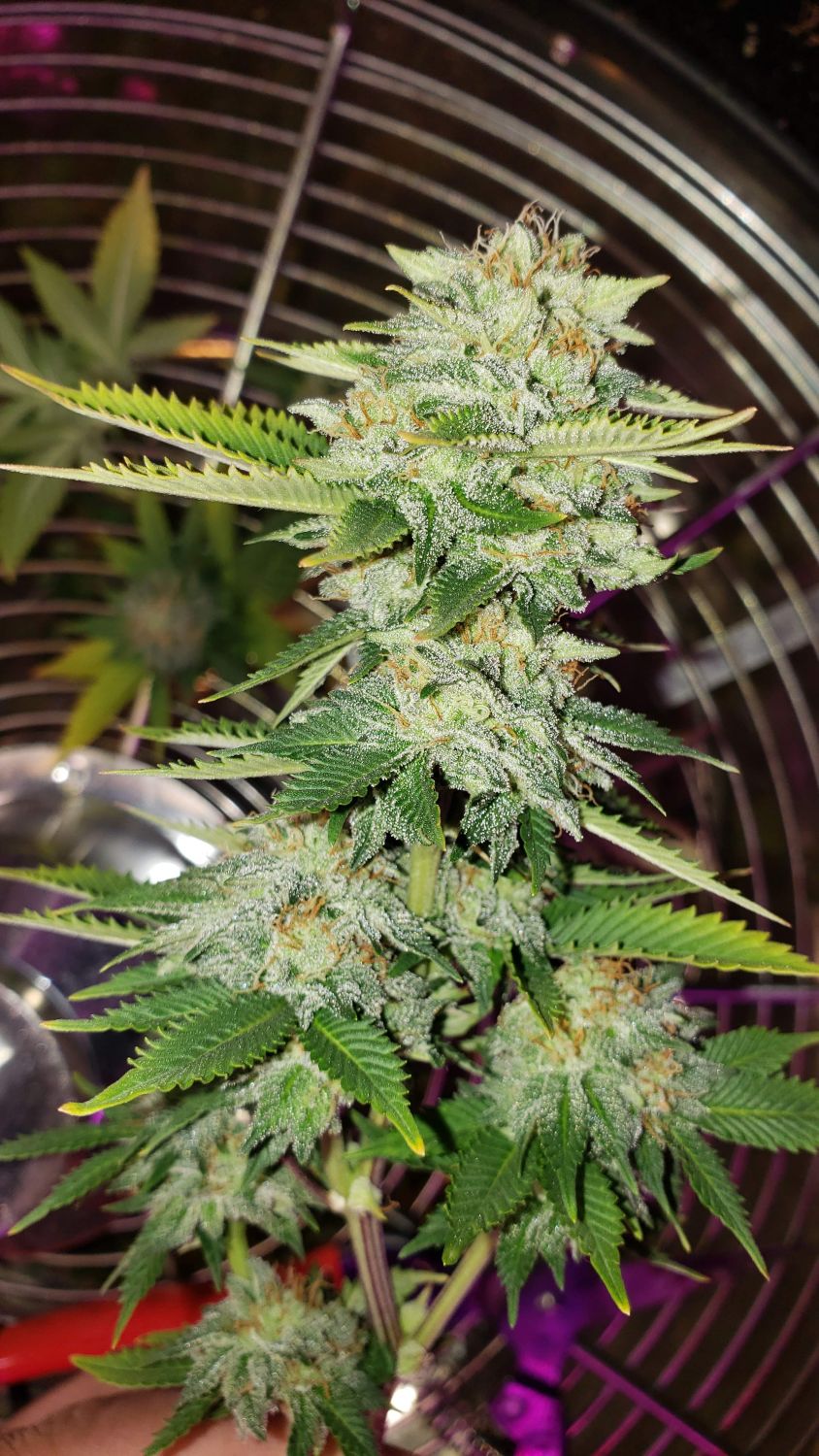 Zkittlez Strain Info / Zkittlez Weed By Crop King Seeds GrowDiaries